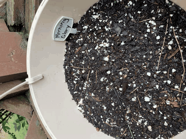 a bowl of soil with a label that says morning glory on it
