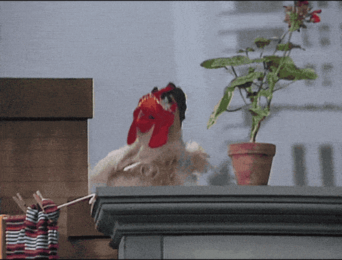 a chicken standing on a balcony next to a plant