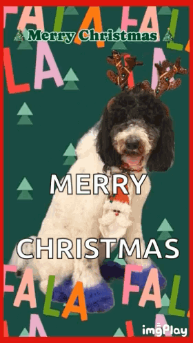 Merry Christmas Dog Merry Christmas Funny GIF - Merry Christmas Dog Merry Christmas Merry Christmas Funny GIFs