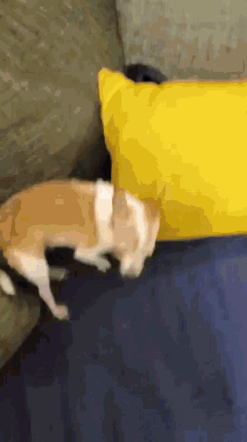 a brown and white dog is laying on a couch next to a yellow pillow