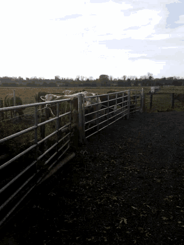Country GIF - Country GIFs