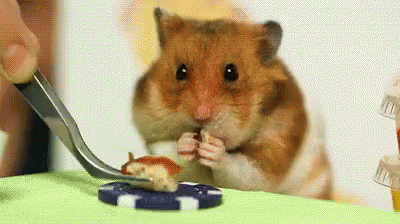 Hot Dog Competition GIF - Hotdog Hamster Competition GIFs