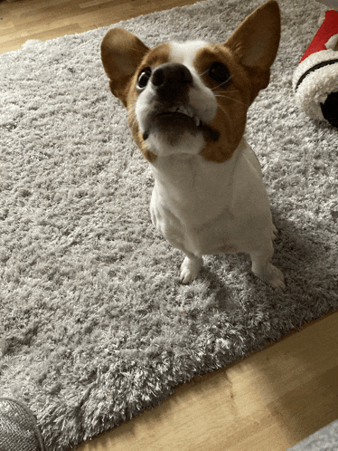 a small brown and white dog is sitting on a gray rug