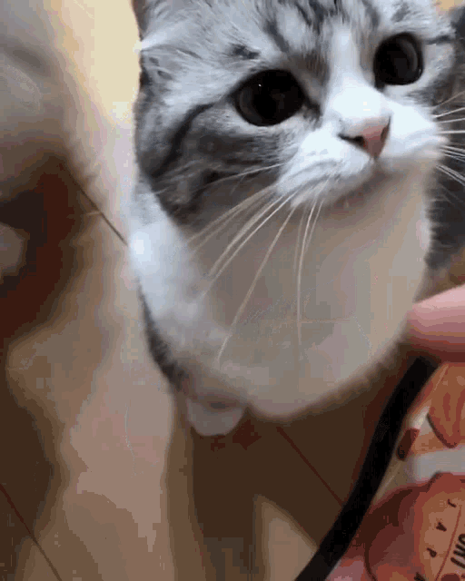 a close up of a cat 's face with a bag of food in the background