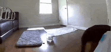 a dog is standing in a living room next to a couch and a rug .