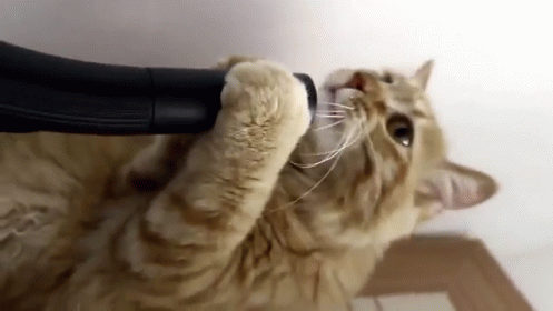 Cat Vs Vacuum Cleaner GIF - Cats Funny Vacuum GIFs