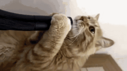 a cat is playing with a vacuum cleaner with its paw