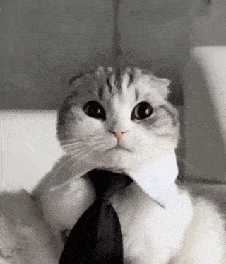 Business Business Cat Avatar GIF - Business Business Cat Avatar GIFs