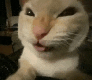a close up of a cat 's face with its tongue sticking out .