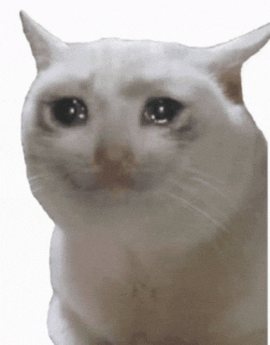 a white cat with a sad look on its face is sitting on a white surface .