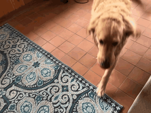 a dog standing on a rug that says ' swirl ' on it