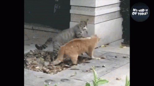 Funny Cat Videos Cat Fight GIF - Funny Cat Videos Cat Fight Fight GIFs