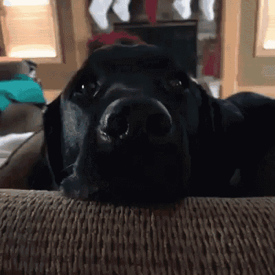 a black dog laying on a couch looking at the camera