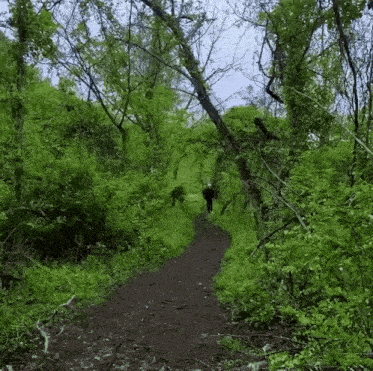 a person is walking down a dirt path in a forest