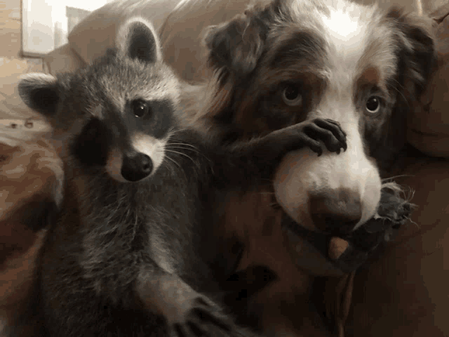 a raccoon and a dog are sitting next to each other