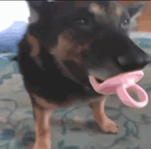 a dog holds a pink pacifier in its mouth
