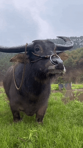 a water buffalo with a rope around its neck