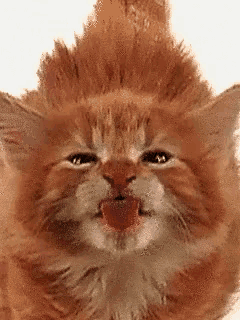 a close up of a cat 's face with its tongue sticking out .