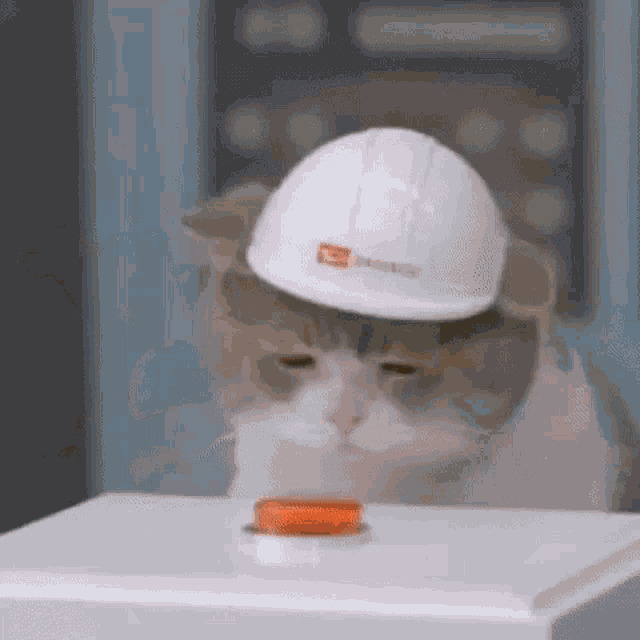 a cat is wearing a hard hat and pressing a button .