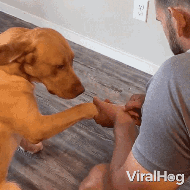 Dog Licks Owners Hand Viralhog GIF - Dog Licks Owners Hand Viralhog Shake Hand GIFs