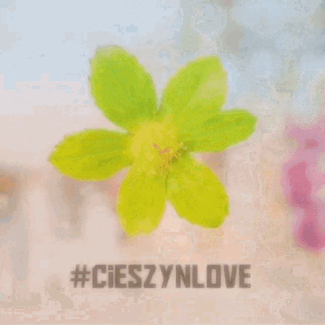 Cieszyn Love GIF - Cieszyn Love Cieszynlove GIFs