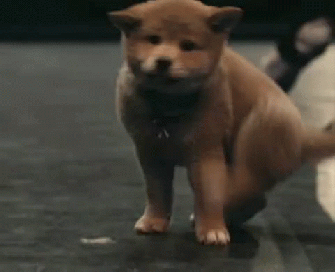 хатико пес щенок собака акита-ину GIF - Hachiko Puppy Dog GIFs