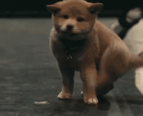 a shiba inu puppy is sitting on the floor and looking up .