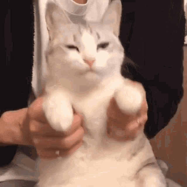 a person is holding a white cat in their hands and it is looking at the camera .