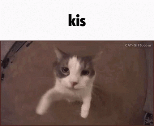 Kiss Cat GIF - Kiss Cat Kis GIFs
