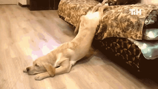 Lazy This Is Happening GIF - Lazy This Is Happening Dog GIFs