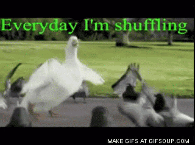 Shuffling Dance GIF - Shuffling Dance Duck GIFs