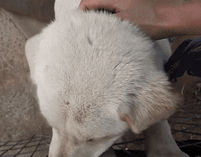 a close up of a person holding a white dog 's head