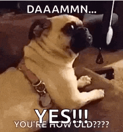 a pug dog is laying down on a couch and looking at the camera with a funny caption .
