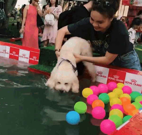 Cún Chó GIF - Cún Chó Bơi GIFs