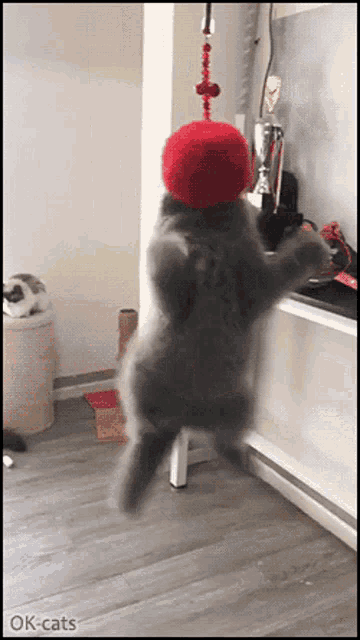 a gray cat is jumping in the air with a red ball on its head ..