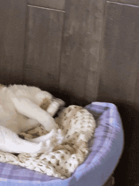 a white dog laying on a purple and white blanket