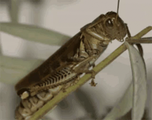 Grasshopper Insect GIF - Grasshopper Insect Bug GIFs