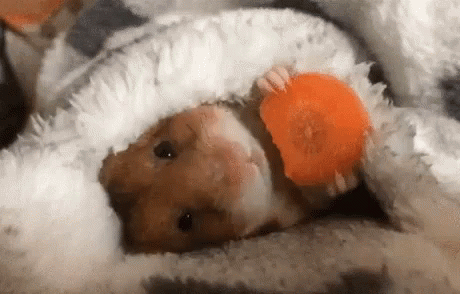 Carrot Chewing GIF - Carrot Chewing Hamster GIFs