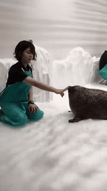 Cute Seal GIF - Cute Seal GIFs