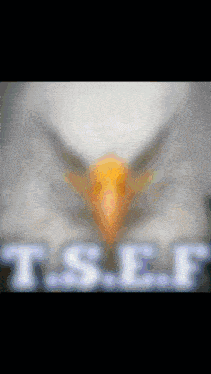 a blurred image of an eagle 's head with the letters tsef in the foreground