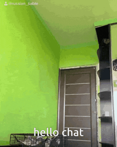 Hello Chat R GIF - Hello Chat R Russian Sable GIFs