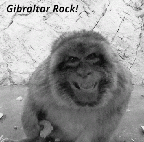 Gibraltar Barbary GIF - Gibraltar Barbary Macaques GIFs