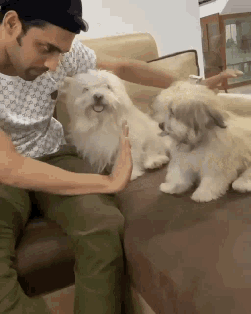 a man in a gucci shirt is petting two small white dogs on a couch