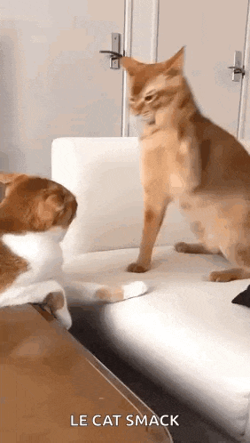 two cats are standing next to each other on a couch and looking at each other .