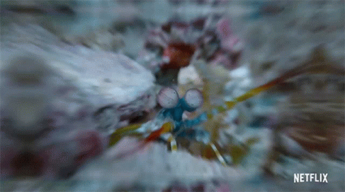 Mantis Shrimp Life In Color With David Attenborough GIF - Mantis Shrimp Life In Color With David Attenborough Hiding GIFs