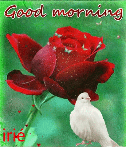 Irie Rose GIF - Irie Rose Good Morning GIFs