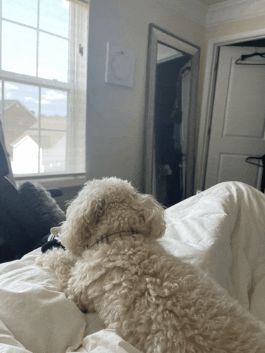 a small white dog laying on a bed with a window in the background