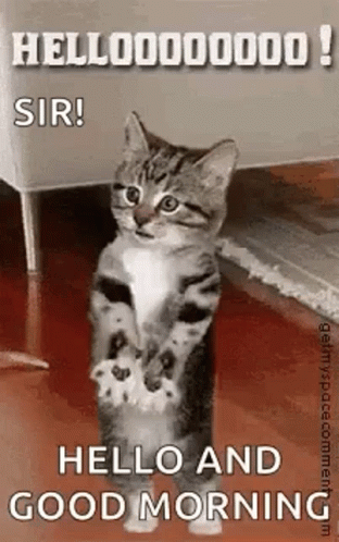 Cat Well GIF