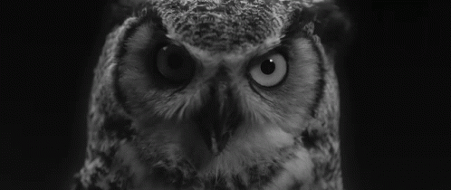 Owl Serious GIF - Owl Serious Mad GIFs