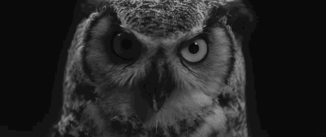 a black and white photo of an owl looking at the camera in a dark room .
